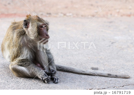 Monkey animal 16791719