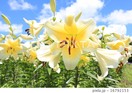 カサブランカ 16792153