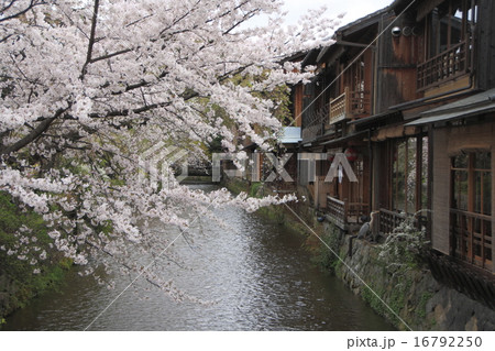 京都・祇園白川 16792250