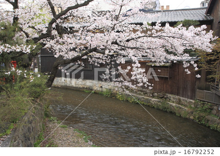 京都・祇園白川と桜 16792252