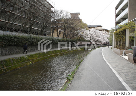 京都・祇園白川の桜(旧白川児童プール) 京都・祇園白川の桜(旧白川児童プール) 16792257