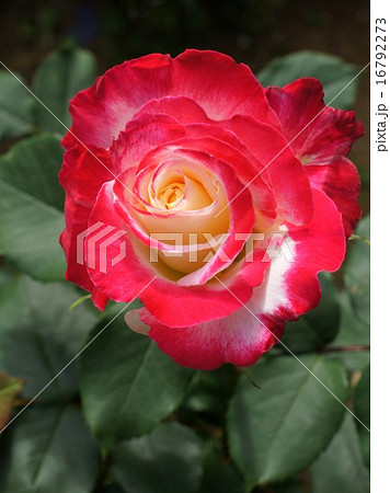 ダブルディライト（殿堂入りバラ） 16792273