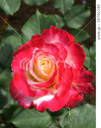 ダブルディライト（殿堂入りバラ） 16792280