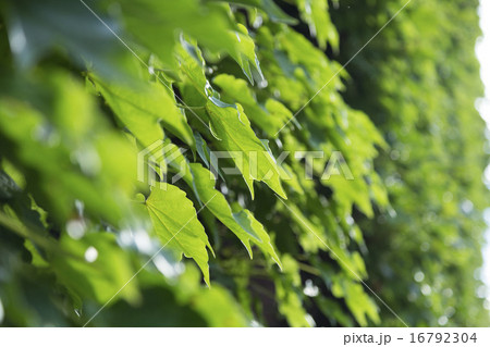 壁のアイビー 壁のアイビー 16792304