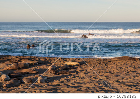 Elephant Seals Elephant Seals 16793135