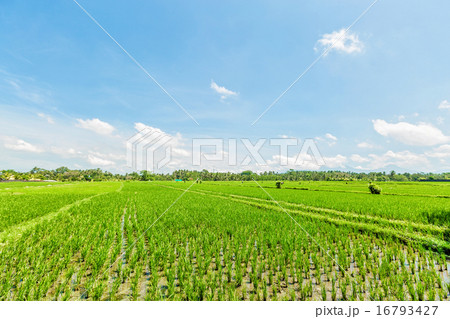 Rice field with blue sky and clouds Rice field with blue sky and clouds 16793427