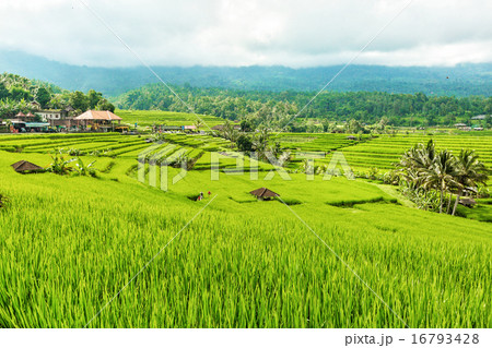 Rice field with blue sky and clouds Rice field with blue sky and clouds 16793428