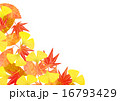 秋の葉　白背景 16793429