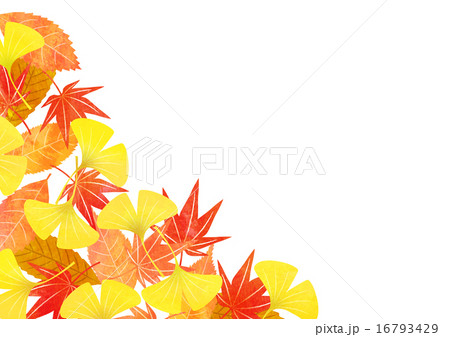 秋の葉　白背景 16793429