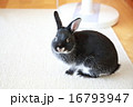 うさぎ　横構図 16793947