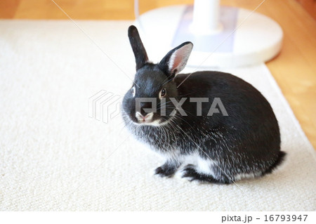 うさぎ 横構図 うさぎ 横構図 16793947