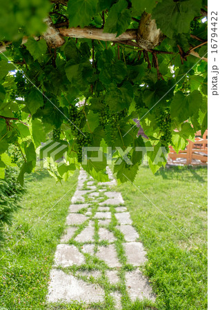 Branch of green grapes on vine in vineyard. 16794422