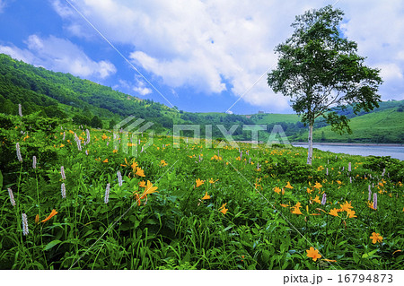 白樺とお花畑 16794873