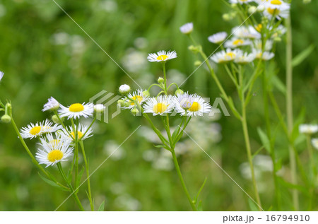野原 ヒメジョオン 野原 ヒメジョオン 16794910