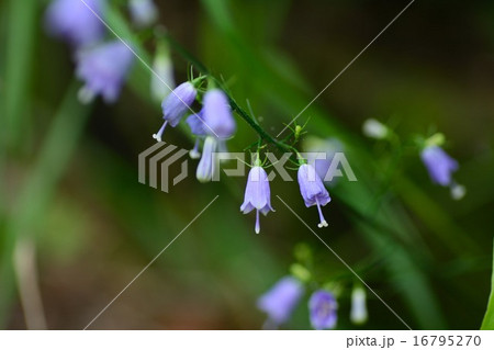 ツリガネニンジンの花 16795270