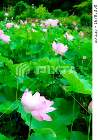 大賀ハス 大賀ハス 16795300