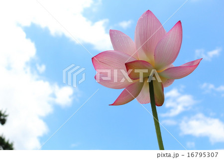 大賀ハス 16795307