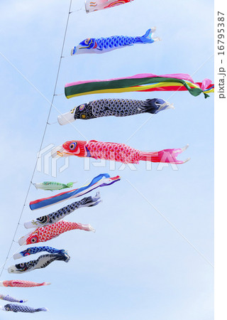 鯉のぼり 鯉のぼり 16795387