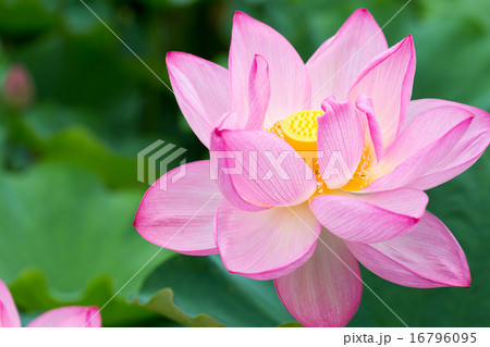 蓮 品種(原始蓮) 16796095