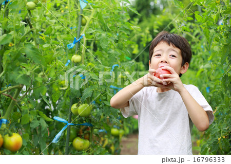 畑のお手伝いをする子供 畑のお手伝いをする子供 16796333