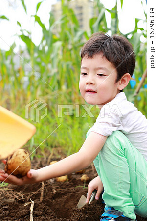 畑のお手伝いをする子供 畑のお手伝いをする子供 16796334
