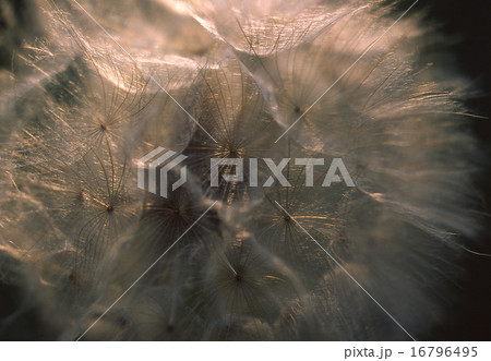 Dandelion 16796495