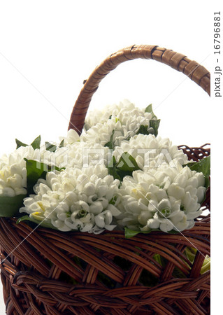Snowdrop 16796881