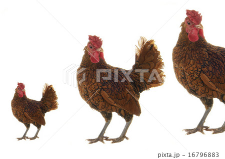 cock cock 16796883