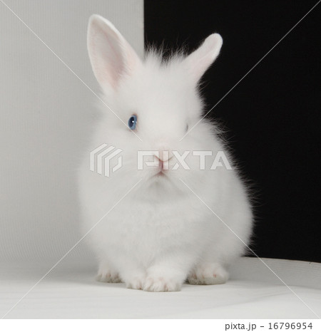 white rabbit white rabbit 16796954