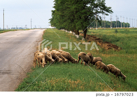 Sheep 16797023