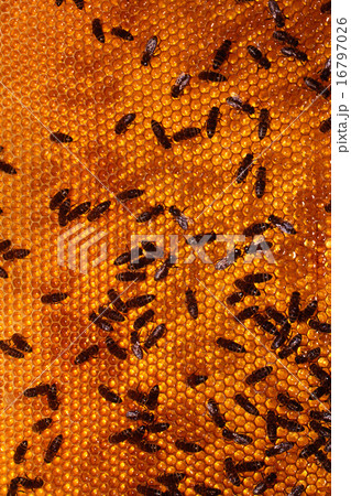 bee 16797026