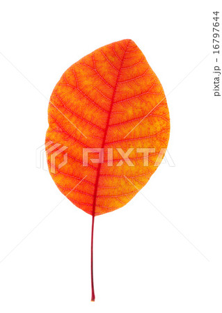 Leaf Leaf 16797644