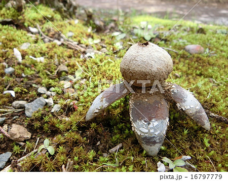 ツチグリ 16797779