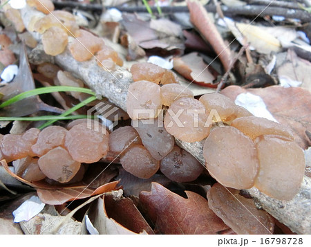 タマキクラゲ タマキクラゲ 16798728