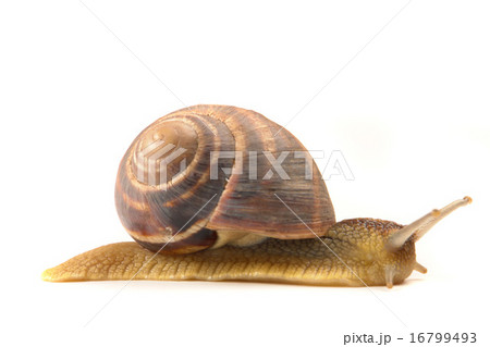 Snail 16799493