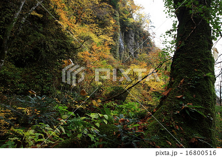 小又川渓谷 小又川渓谷 16800516