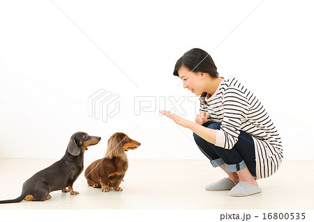 ミニチュアダックスと女の子 ミニチュアダックスと女の子 16800535