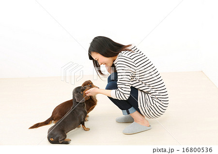 ミニチュアダックスと女の子 16800536