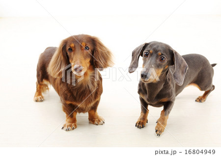 ミニチュアダックス 2匹 ミニチュアダックス 2匹 16804949