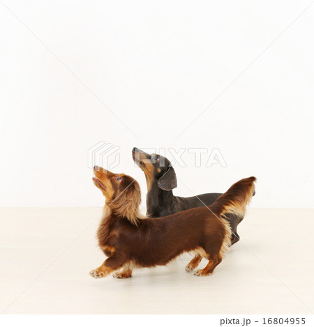 ミニチュアダックス 2匹 ミニチュアダックス 2匹 16804955