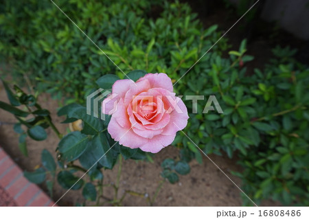 小さなバラ 16808486