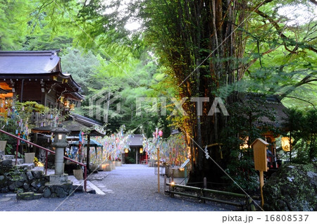 京都貴船神社の七夕祭り 16808537