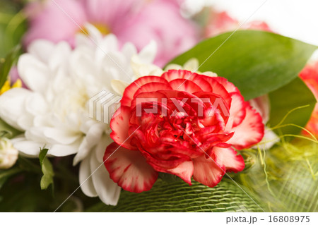 nice flowers nice flowers 16808975