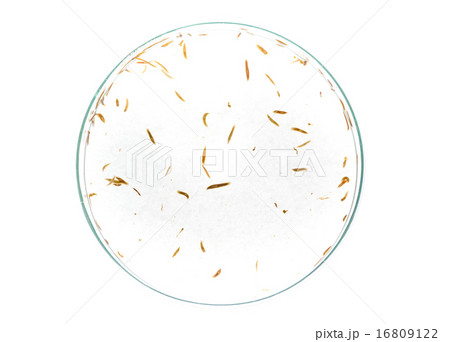 Planaria flatworm Planaria flatworm 16809122