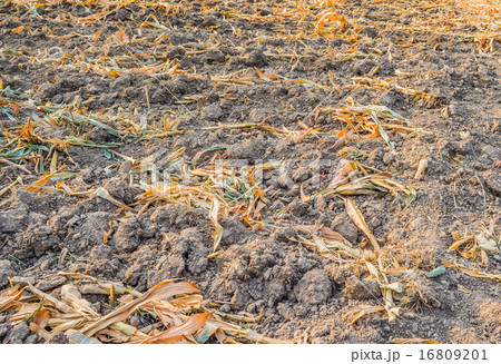 End of the summer, dried corn after harvesting. End of the summer, dried corn after harvesting. 16809201