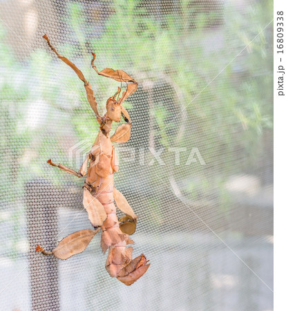 Macleay’s spectre Giant Prickly Stick Insect, Extatosoma tiara 16809338