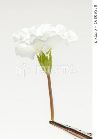 spring flower spring flower 16809559