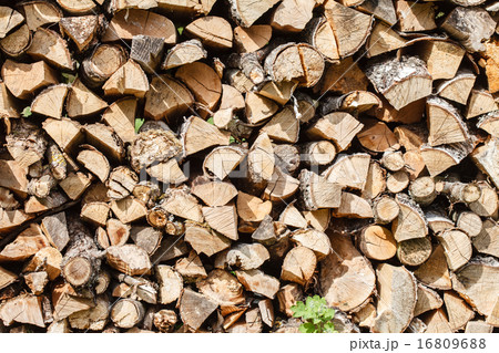 Dry firewood Dry firewood 16809688