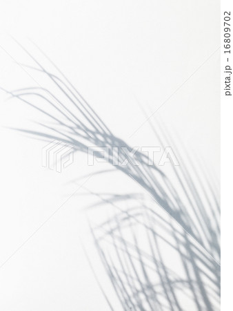 shadow of palm leaves shadow of palm leaves 16809702