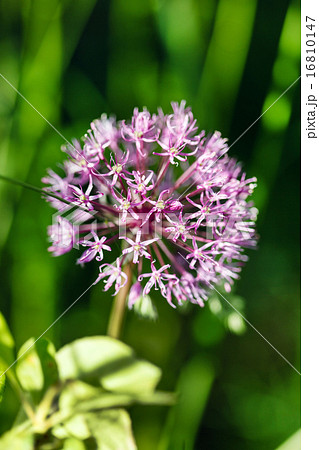 onion flower onion flower 16810147